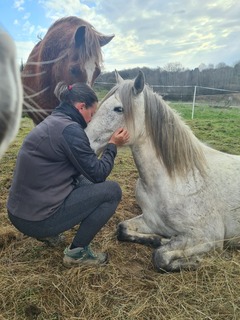 cheval assis qui est caliné