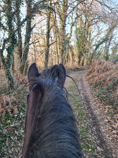 tête de cheval qui regarde chemin forêt